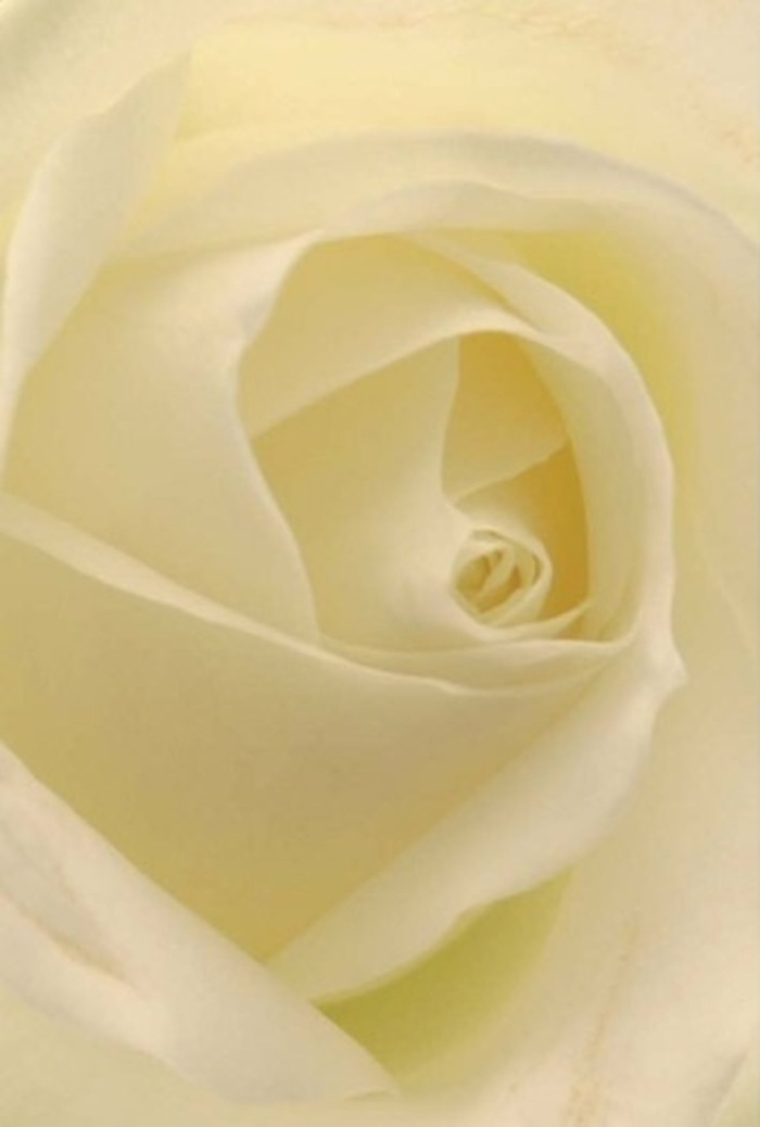 Drawn close to the centre of this white rose, one becomes immersed in its refined structure-a vision often seen gracing the elegant homes of Westcombe Park. The petals, smooth and creamy, seem to glow from within as soft daylight filters through, much like the gentle illumination found along Charlton Way. Each curve and swirl reveals a harmony of whites and creams, layered with subtle precision that speaks to the care of seasoned florists at Flower Delivery Westcombe Park. The spiral core suggests steadfast purity, while nuanced shadows enhance the bloom's natural sophistication. This rose is not merely beautiful, but resonates as a symbol-a fitting centrepiece for occasions that demand grace, whether a heartfelt apology, a romantic token, or a classic wedding accent. Its tranquil aura and clean fragrance evoke a sense of calm, inviting reflection on the cherished moments it commemorates. The artistry behind each petal arrangement is evident, connecting skill with sentiment and tradition with modern artistry. This composition honours both the resilience and gentle spirit of its setting, making it a beloved choice for clients throughout Westcombe Park seeking a lasting impression.